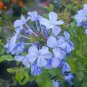 100 Pcs Plumbago Auriculata Bonsai Exotic Perennial Flowers Bonsai