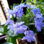 100 Pcs Plumbago Auriculata Bonsai Exotic Perennial Flowers Bonsai