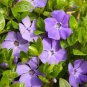 100 Pcs Vinca Bonsai Flower Mix Cover Behind House Jardin Perennial Flowers