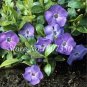 100 Pcs Vinca Bonsai Flower Mix Cover Behind House Jardin Perennial Flowers