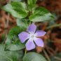100 Pcs Vinca Bonsai Flower Mix Cover Behind House Jardin Perennial Flowers