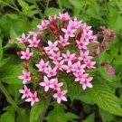 50 Pcs Pentas Lanceolata Flower Bonsai