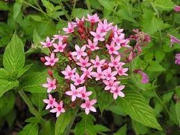 50 Pcs Pentas Lanceolata Flower Bonsai