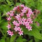 50 Pcs Pentas Lanceolata Flower Bonsai