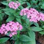 50 Pcs Pentas Lanceolata Flower Bonsai