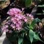 50 Pcs Pentas Lanceolata Flower Bonsai