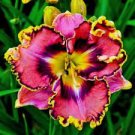 50 Pcs Bonsai Unique Daylilies -Hemerocallis Fulva Day-Lily Flower Mixed Color Flower Bonsai