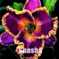 50 Pcs Bonsai Unique Daylilies -Hemerocallis Fulva Day-Lily Flower Mixed Color Flower Bonsai