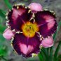 50 Pcs Bonsai Unique Daylilies -Hemerocallis Fulva Day-Lily Flower Mixed Color Flower Bonsai