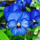 100 Pcs Bonsai Pansy Flower Mix Color Blooming Wavy Viola Tricolor Flore