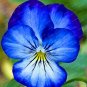 100 Pcs Bonsai Pansy Flower Mix Color Blooming Wavy Viola Tricolor Flore