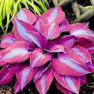 100 Pcs Colorful hosta seeds Indoor bonsai flower seeds Coleus genus planting potted