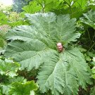 50 Pcs Gunnera Manicata Bonsai Also Called Giant Rhubarb Bonsai