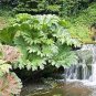 50 Pcs Gunnera Manicata Bonsai Also Called Giant Rhubarb Bonsai