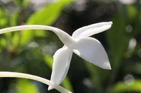 50 Pcs French Bouvardia Longiflora Flower Shrub Bush Plant