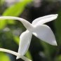 50 Pcs French Bouvardia Longiflora Flower Shrub Bush Plant