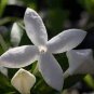 50 Pcs French Bouvardia Longiflora Flower Shrub Bush Plant