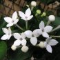 50 Pcs French Bouvardia Longiflora Flower Shrub Bush Plant