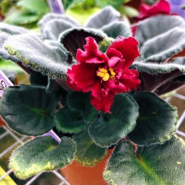 50 Pcs Mini Violet African Violet Garden Potted Plants Violet Flowers