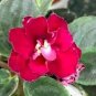 50 Pcs Mini Violet African Violet Garden Potted Plants Violet Flowers