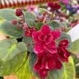 50 Pcs Mini Violet African Violet Garden Potted Plants Violet Flowers
