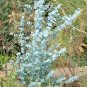 30 Pcs Impressive Eucalyptus Seed gunnii Cider Gum Eucalyptus Bonsai, Gorgeous Color