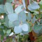 30 Pcs Impressive Eucalyptus Seed gunnii Cider Gum Eucalyptus Bonsai, Gorgeous Color