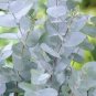 30 Pcs Impressive Eucalyptus Seed gunnii Cider Gum Eucalyptus Bonsai, Gorgeous Color