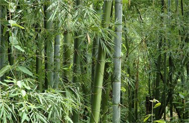 20 Pcs Perennial Bamboo Plant Fresh Giant Mixed Moso Bambu Plant Bambusa Tree