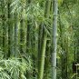 20 Pcs Perennial Bamboo Plant Fresh Giant Mixed Moso Bambu Plant Bambusa Tree