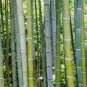 20 Pcs Perennial Bamboo Plant Fresh Giant Mixed Moso Bambu Plant Bambusa Tree