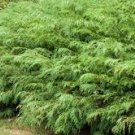 100 Pcs Microbiota Decussata, Siberian Carpet Cypress