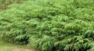 100 Pcs Microbiota Decussata, Siberian Carpet Cypress
