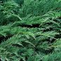100 Pcs Microbiota Decussata, Siberian Carpet Cypress