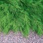100 Pcs Microbiota Decussata, Siberian Carpet Cypress