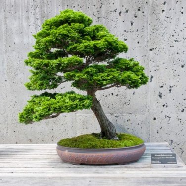 50 Pcs Bonsai Tree Cedar Flores Siberian Carpet Cypress plantas Arborvitae Plante