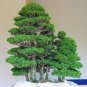 50 Pcs Bonsai Tree Cedar Flores Siberian Carpet Cypress plantas Arborvitae Plante