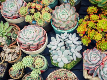 100 Pcs Rainbow Succulent Bonsai Seedling Perennial Office Mini Bonsai Plant