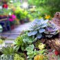 100 Pcs Rainbow Succulent Bonsai Seedling Perennial Office Mini Bonsai Plant