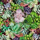 200 Pcs Exotic Mini Succulent Cactus Rare Succulent Perennial Herb Plants 200 Pcs Exotic Mini Succulent Cactus Rare Succulent Perennial Herb Plants