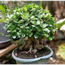 50 Pcs Rare Imported Bonsai Heuchera Bonsai 50 Pcs Rare Imported Bonsai Heuchera Bonsai