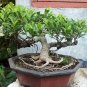 50 Pcs Rare Imported Bonsai Heuchera Bonsai