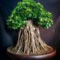50 Pcs Rare Imported Bonsai Heuchera Bonsai