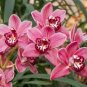 100 Pcs Rare Cymbidium Orchid Plant African Cymbidiums Flores