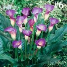 100 Pcs Calla lily seeds,perennial potted plant