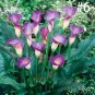 100 Pcs Calla lily seeds,perennial potted plant