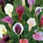 100 Pcs Calla lily seeds,perennial potted plant