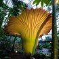 10 Pcs Beautiful Flower Flores,Biggest Flower in The World