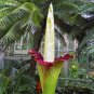 10 Pcs Beautiful Flower Flores,Biggest Flower in The World