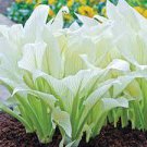 100 Pcs Bonsai Hosta Mixed Bonsai Jardin Perennials Lily Flower Pot White Lace